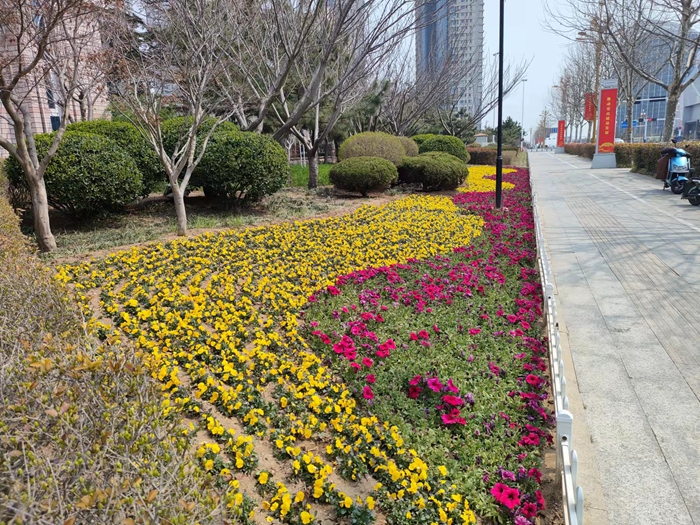 城市管理局制定了草花靓城实施方案以确保草花摆放呈现出最佳景观效果