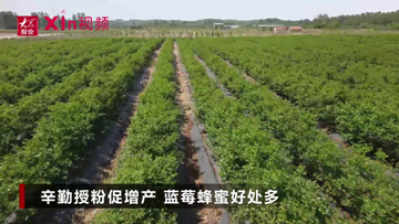 Xin视频｜蓝莓蜂蜜飘香百里
