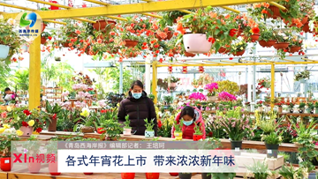 Xin视频｜新春走基层：各式年宵花上市 带来浓浓新年味
