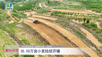 Xin视频｜35.05万亩小麦陆续开镰
