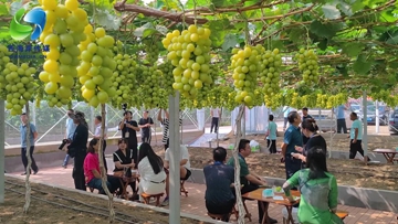Xin视频｜新区2023第二届葡萄采摘节在大村镇举办