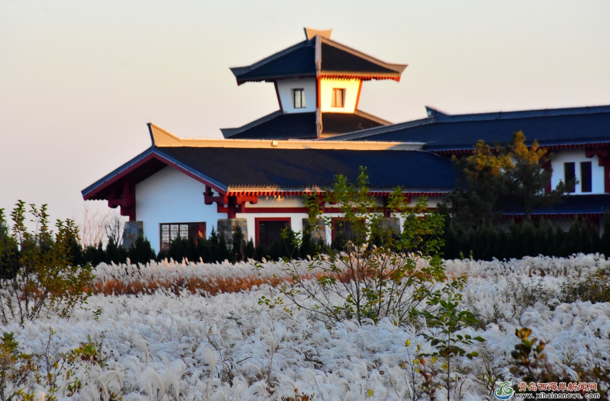 琅琊镇:"芦花飘雪"别样美