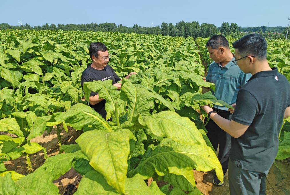 近年來,六汪鎮抓住黃煙種植發展機遇,加強與山東青島菸草有限公司